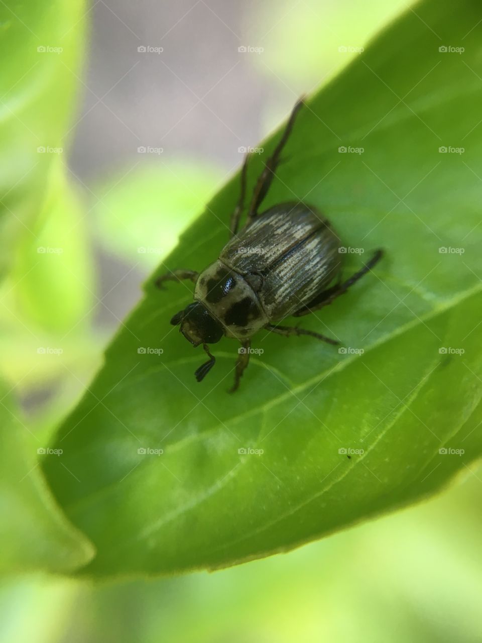 Bug on leaf 