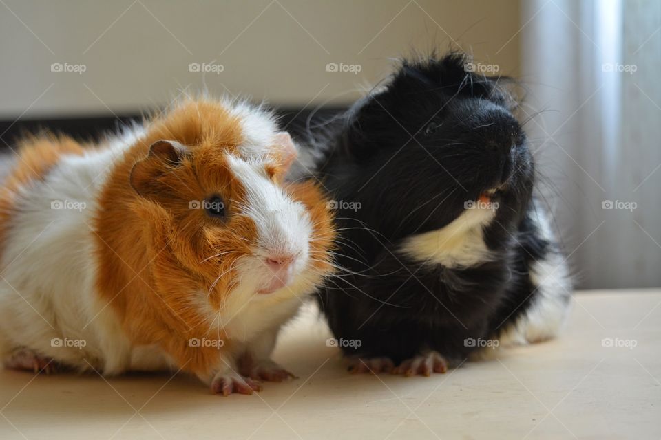 two guinea pigs close up, love pet, furry friends, funny portraits, ginger and black guinea pigs