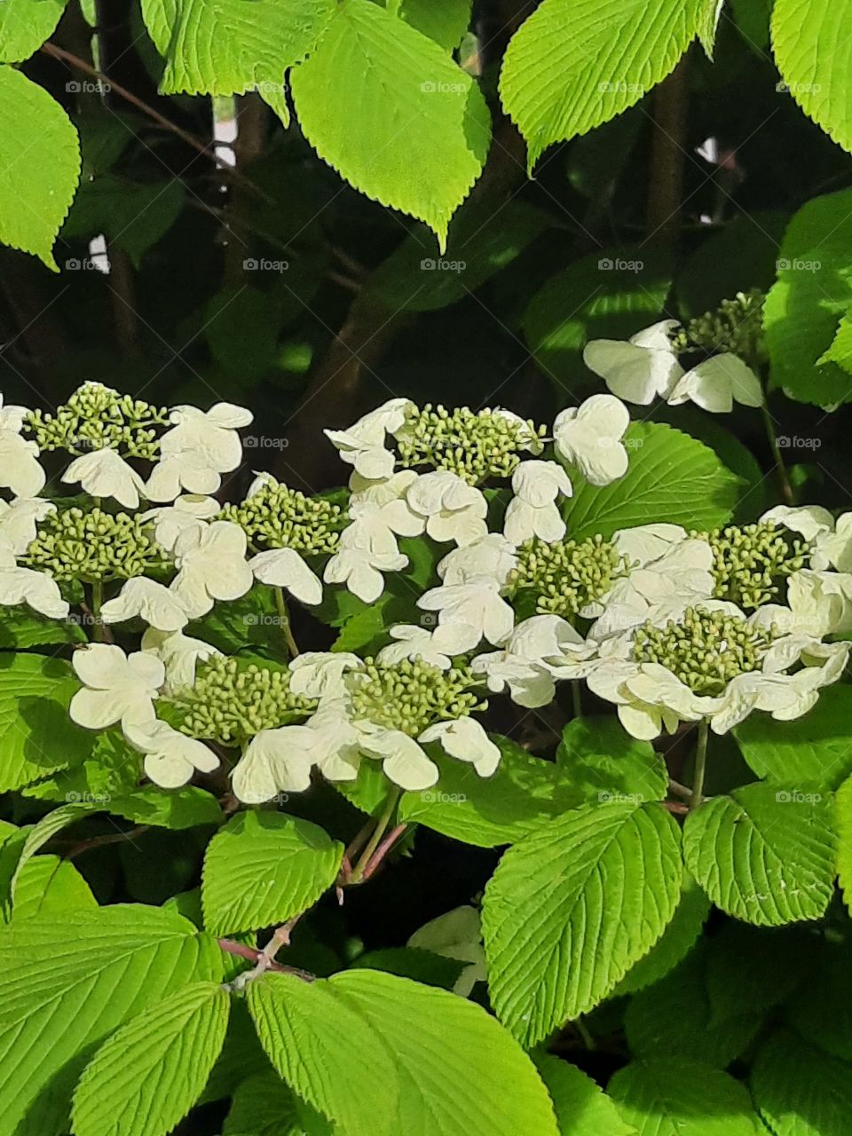 white japanese viburnum flowers and fresh green leaves