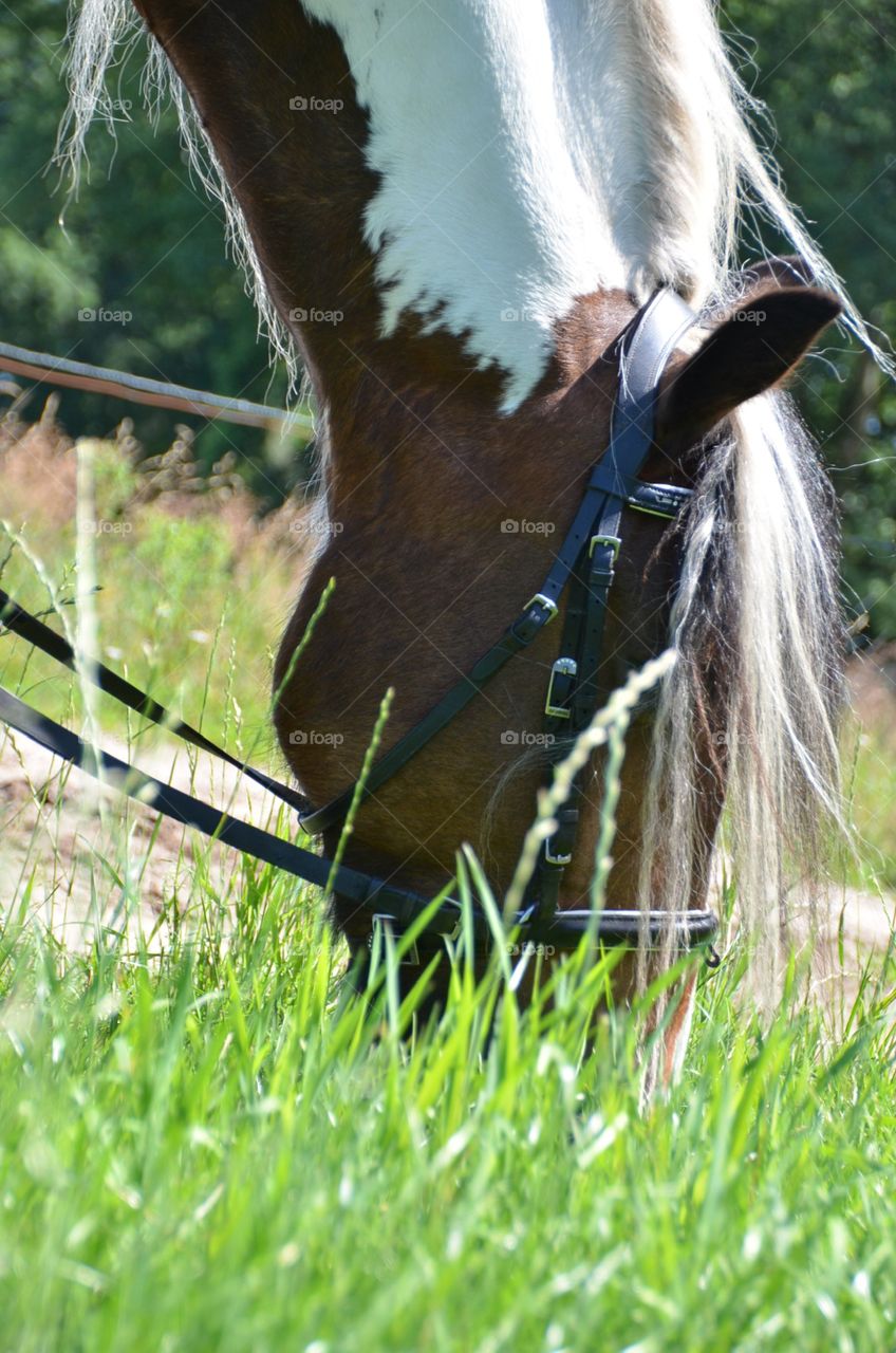 Horse in grass