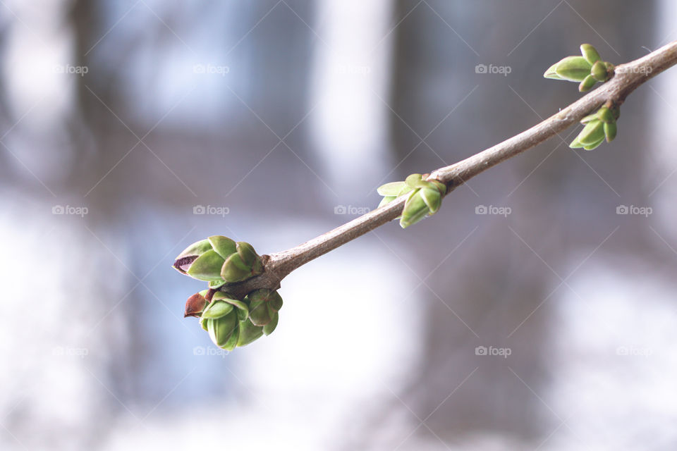 New life of plant. Green new leaves on the branch.