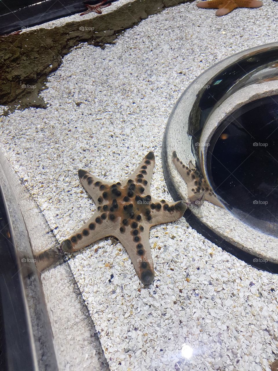starfish