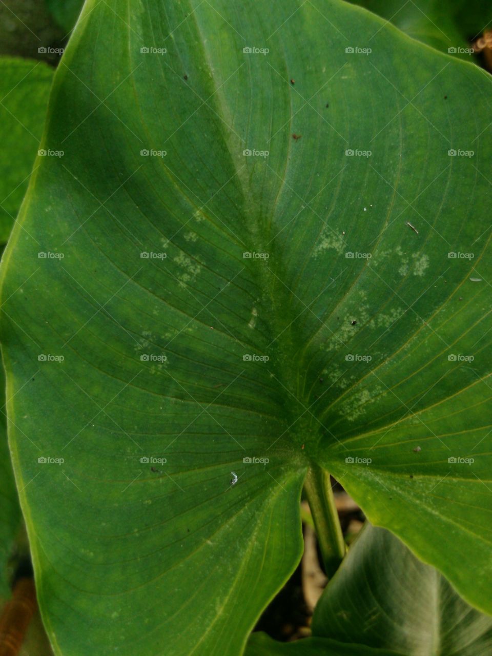 leaf
