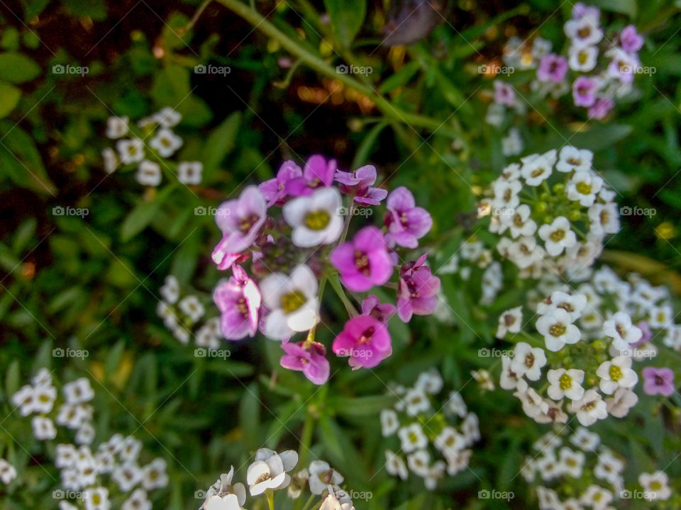 soft focused flowers