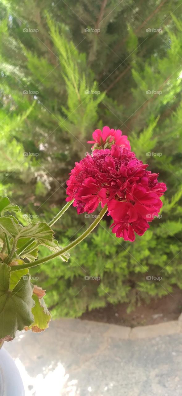 Pink Geranium