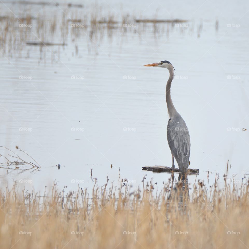 Great blue heron wading in water