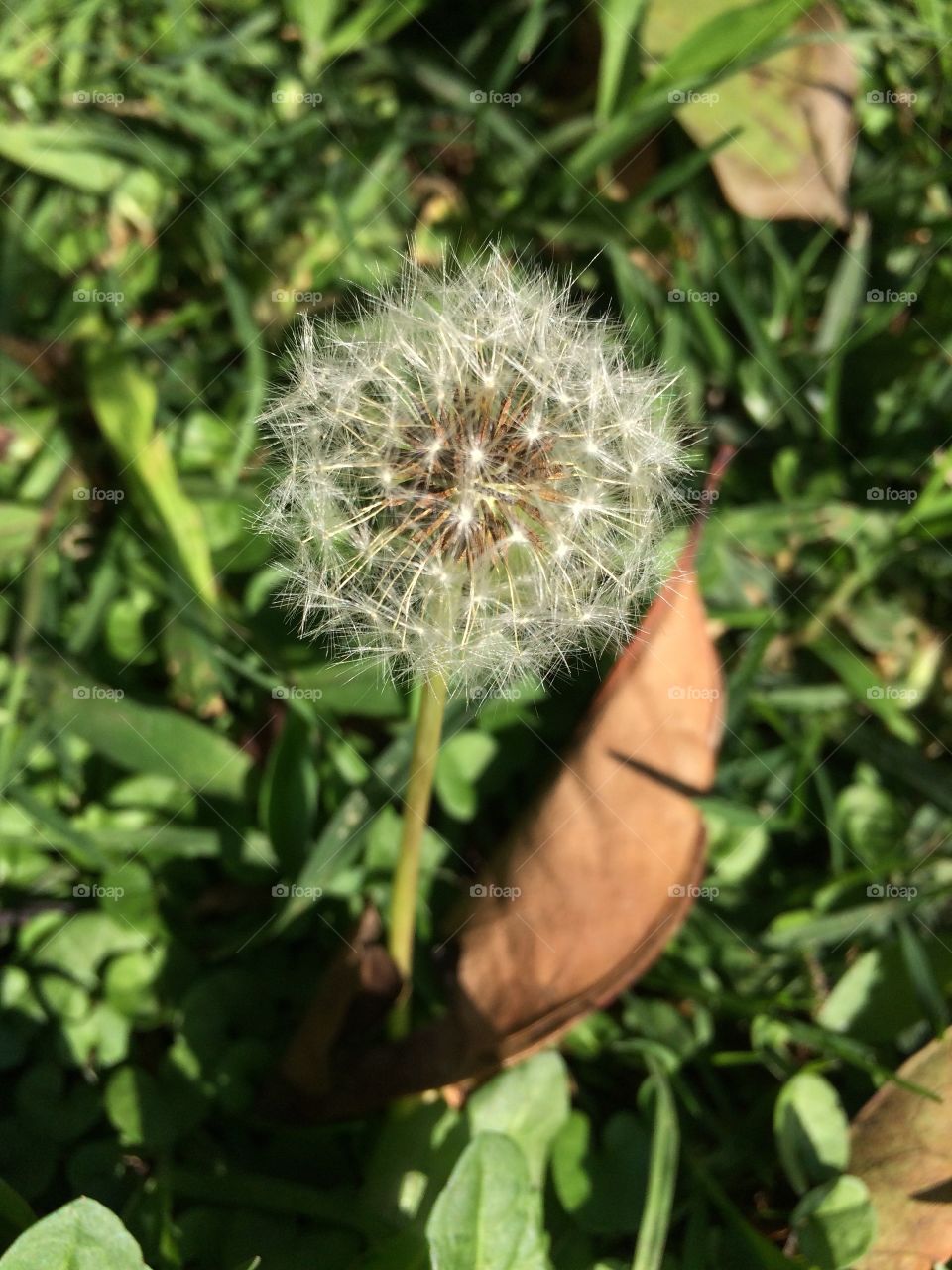 Sopla y pide un deseo 🌬🦁