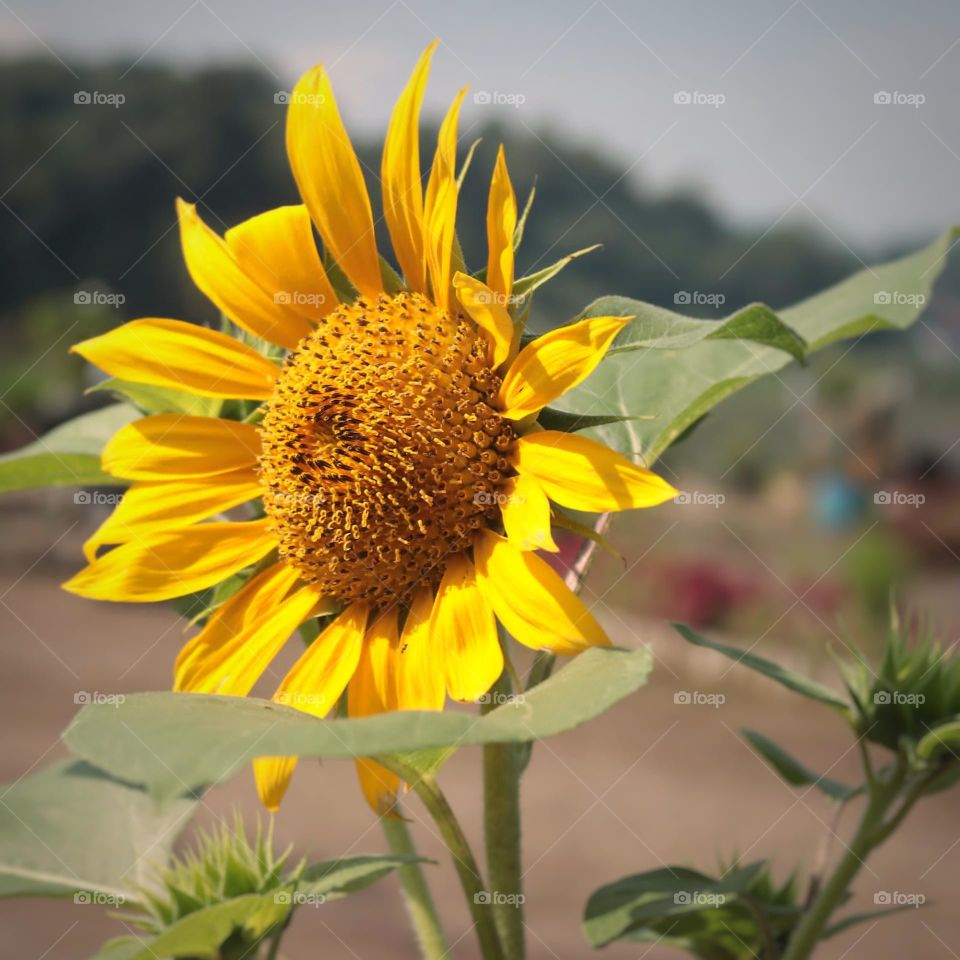 close up of sunflower