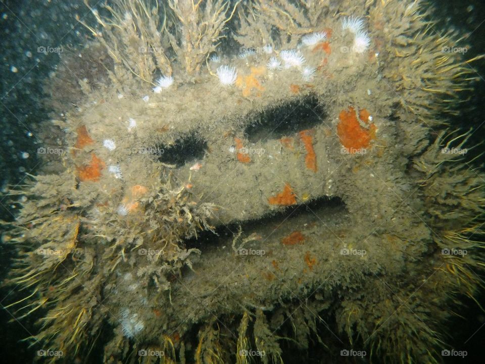 Underwater building block with growth