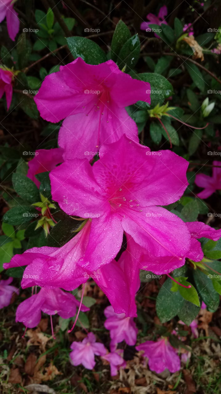 FLOR AZALEIA ARBUSTO ROSA