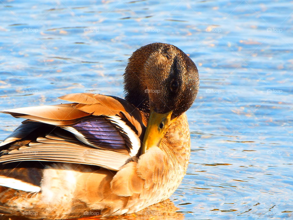  Closeup of duck on Lake Winnipesaukee preening wing feathers in early morning sun 