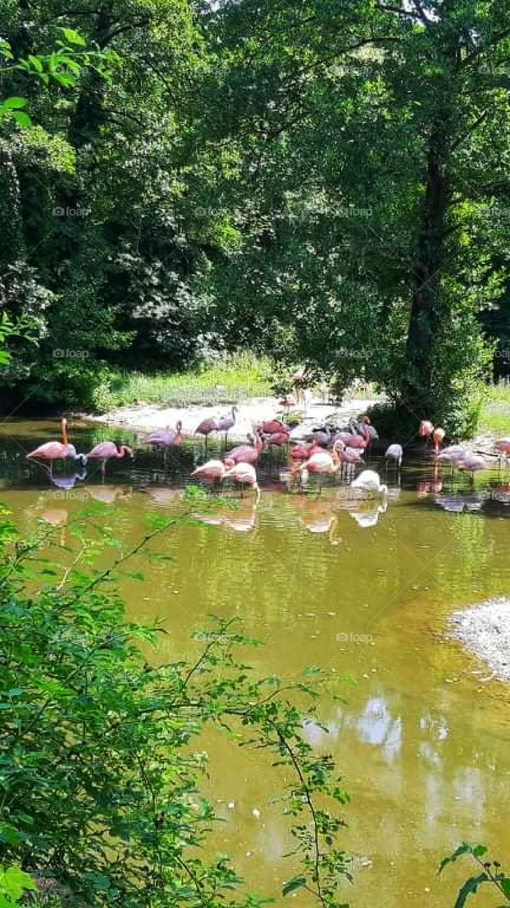A flamingo family