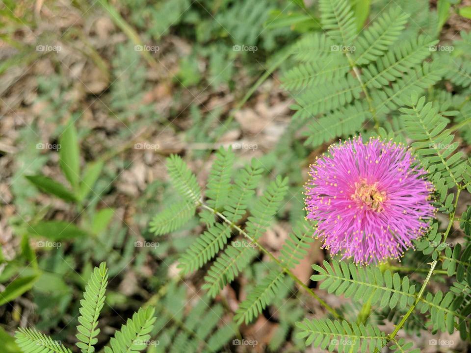 Thistle