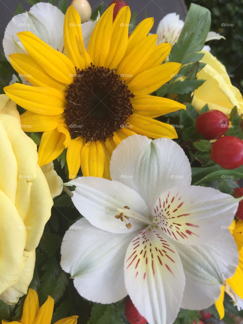 Sunflowers 
