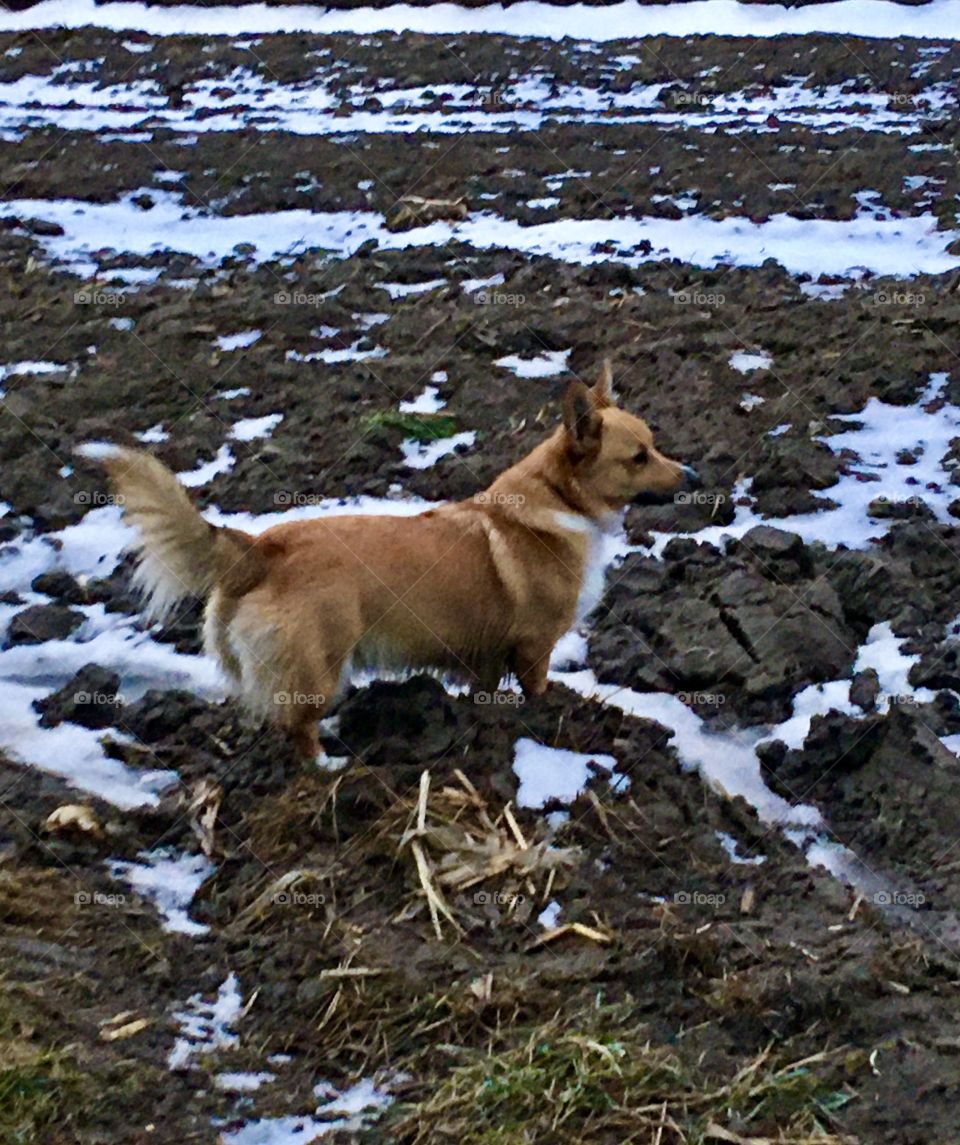 Corgi in the field