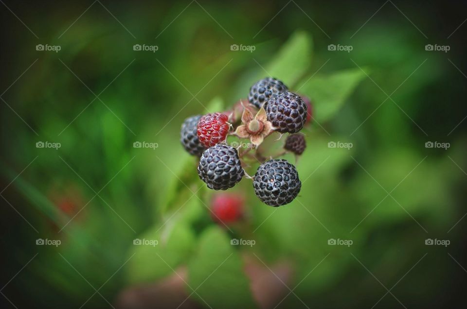 Black raspberries 