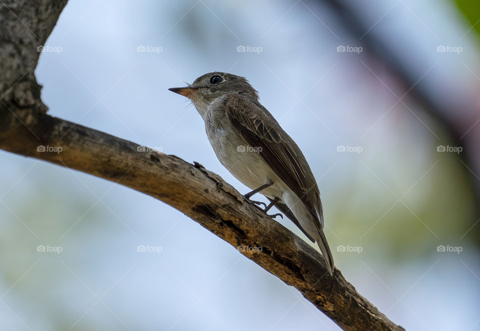 Bird ID - Asian Brown Flycatcher 