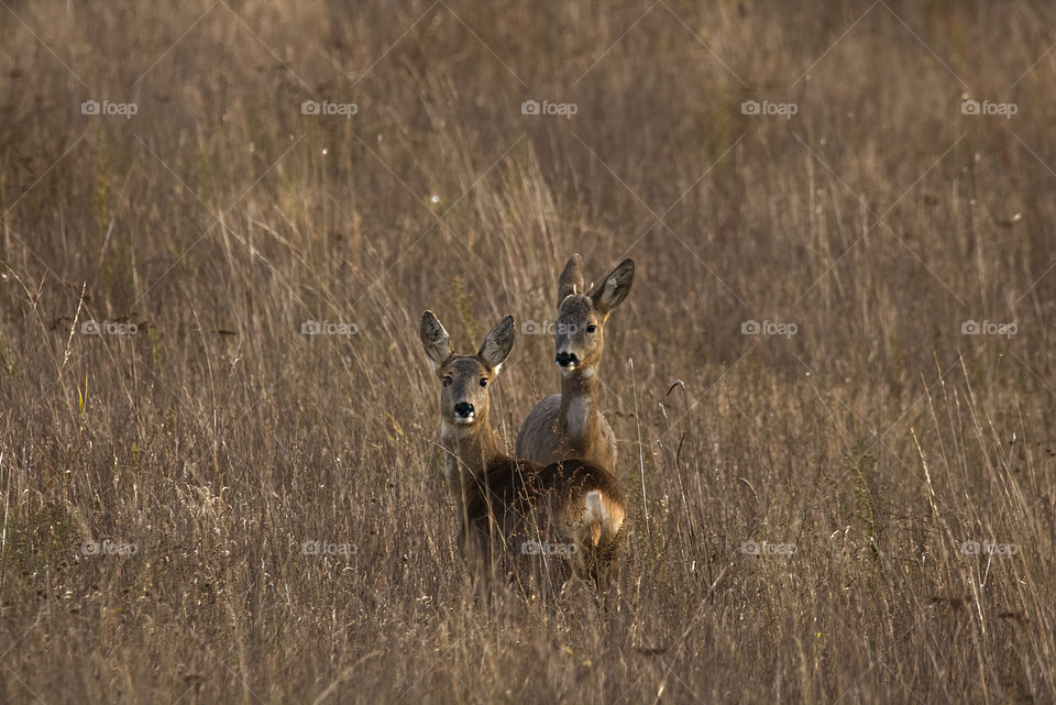 Wild deer