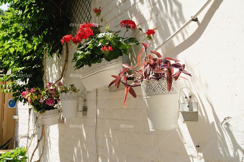 plants in city streets