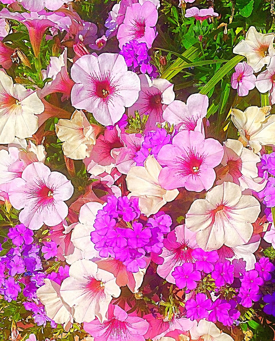 Purple and white are two of my favorite colors