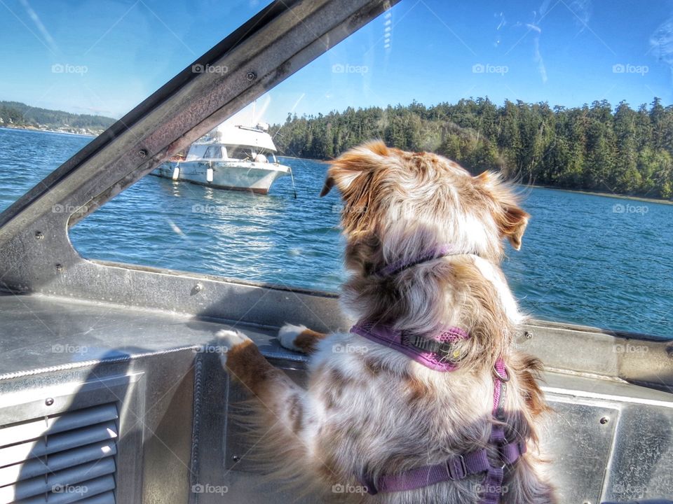 Dog looking out window of a boat.