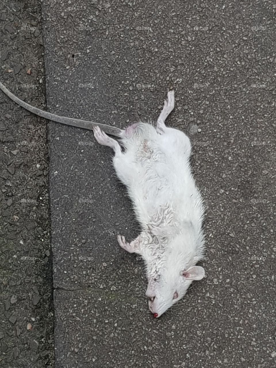 white dead rodent