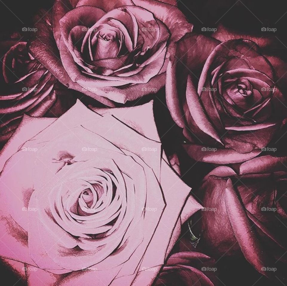 Roses 🌹 