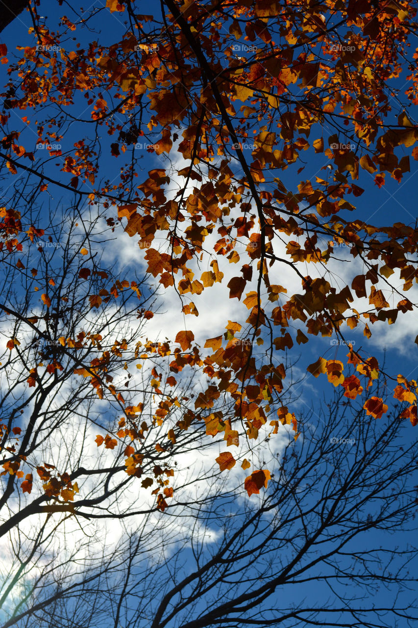 Autumn tree