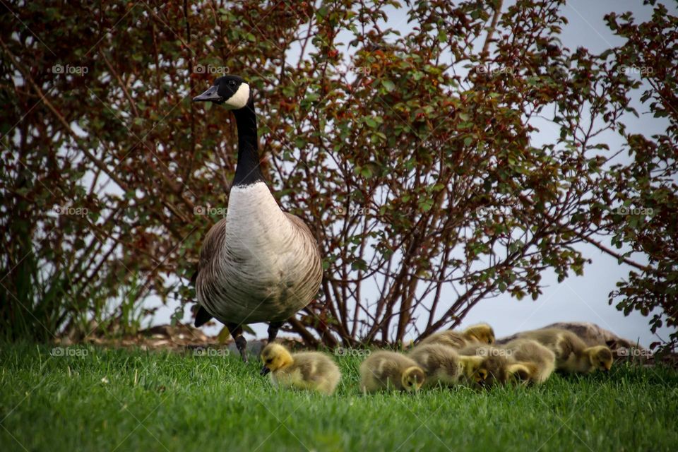 Canadian geese in spring