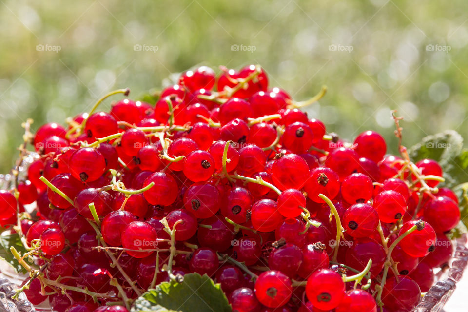 Close up on Red currants in sunny weather 