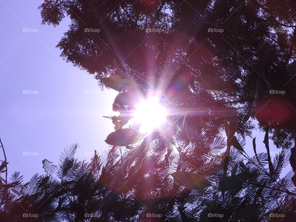 Sun, Bright, Nature, Light, Tree