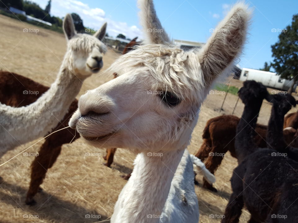 White alpacas