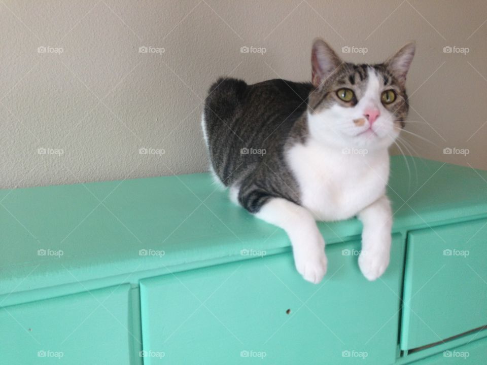 Handsome Cat on Green Dresser. Finnigan enjoys the new dresser.
