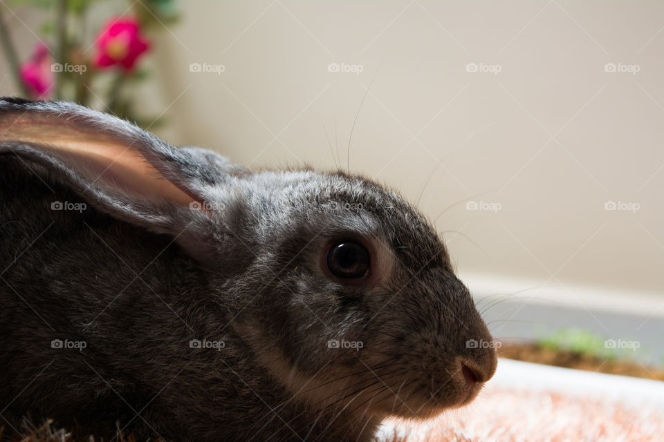 rabbit