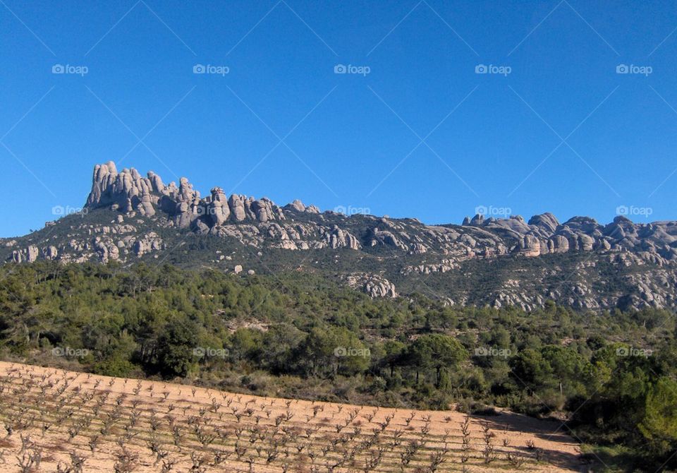 Spanish Olive Groves