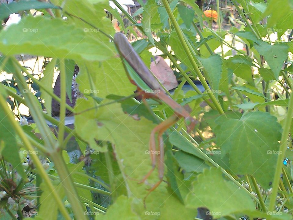 prey mantis