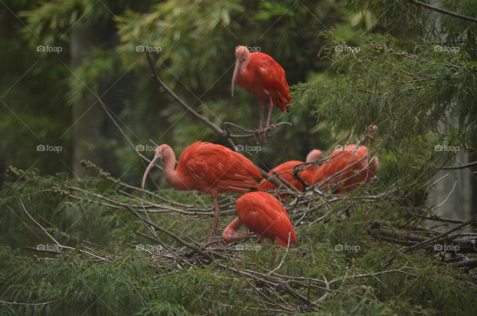 Scarlet Ibis