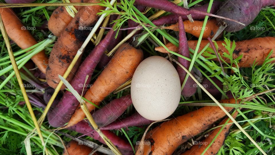 carrots and egg