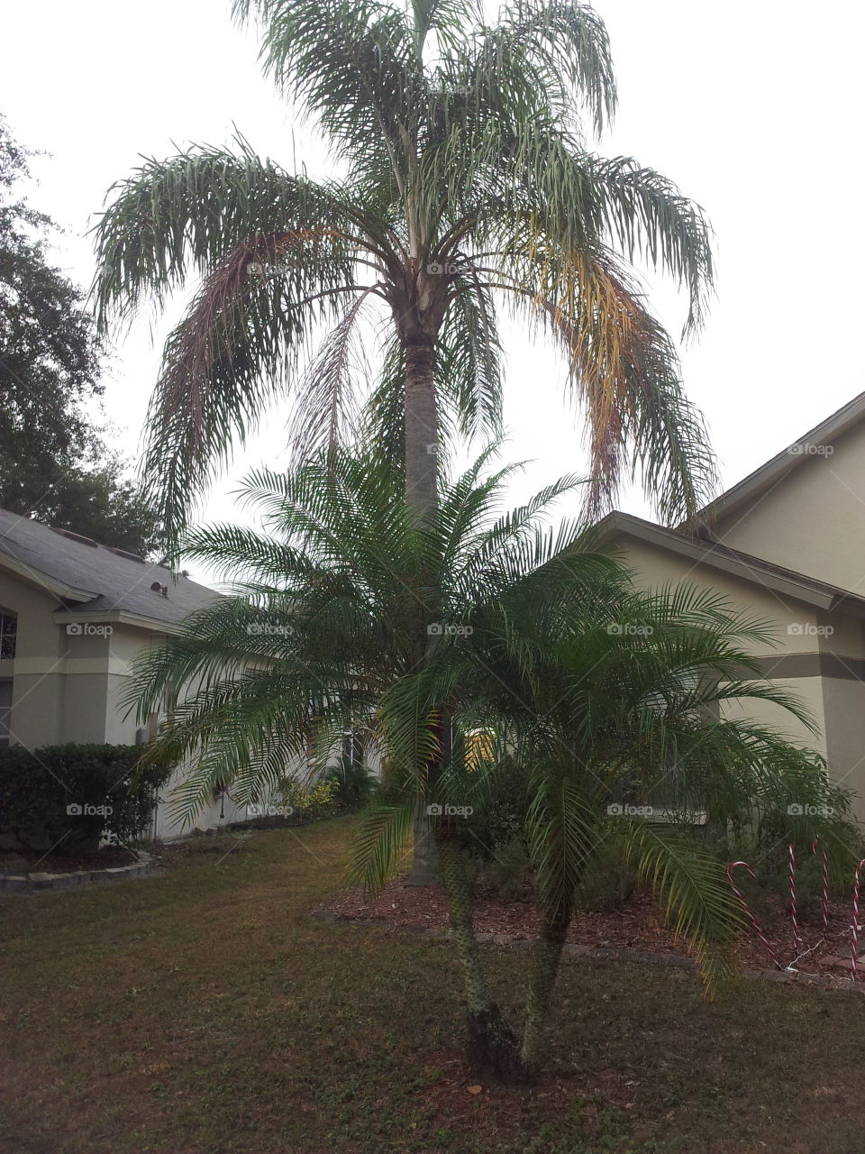 Palm trees in front of someone’s house at Brandon, FL