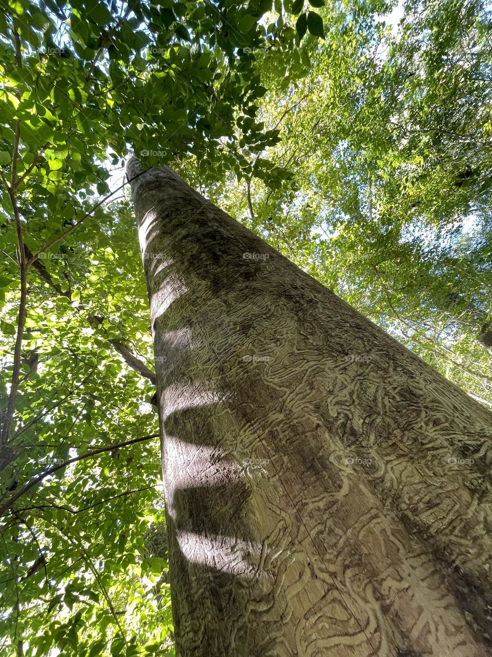 Tree trunk tangled with trails and twists 