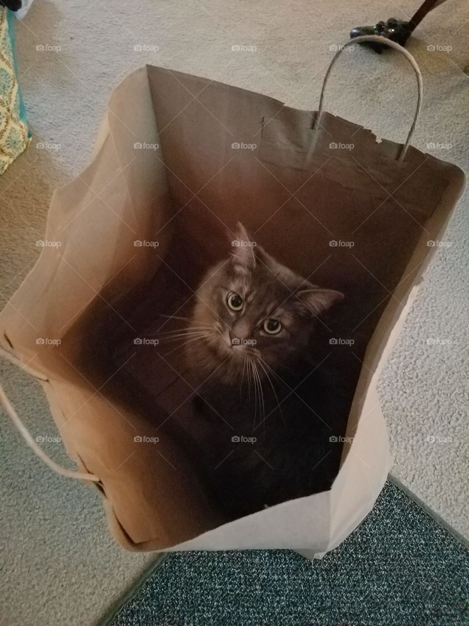 A cat in a bag.