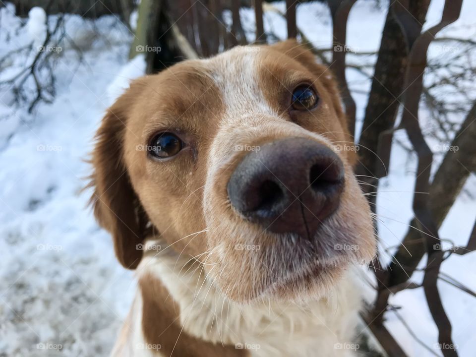 Dog of breed brittany spaniel is looking kind of sad in the camera while there is snow around him.