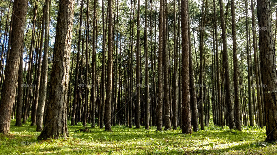 pine trees