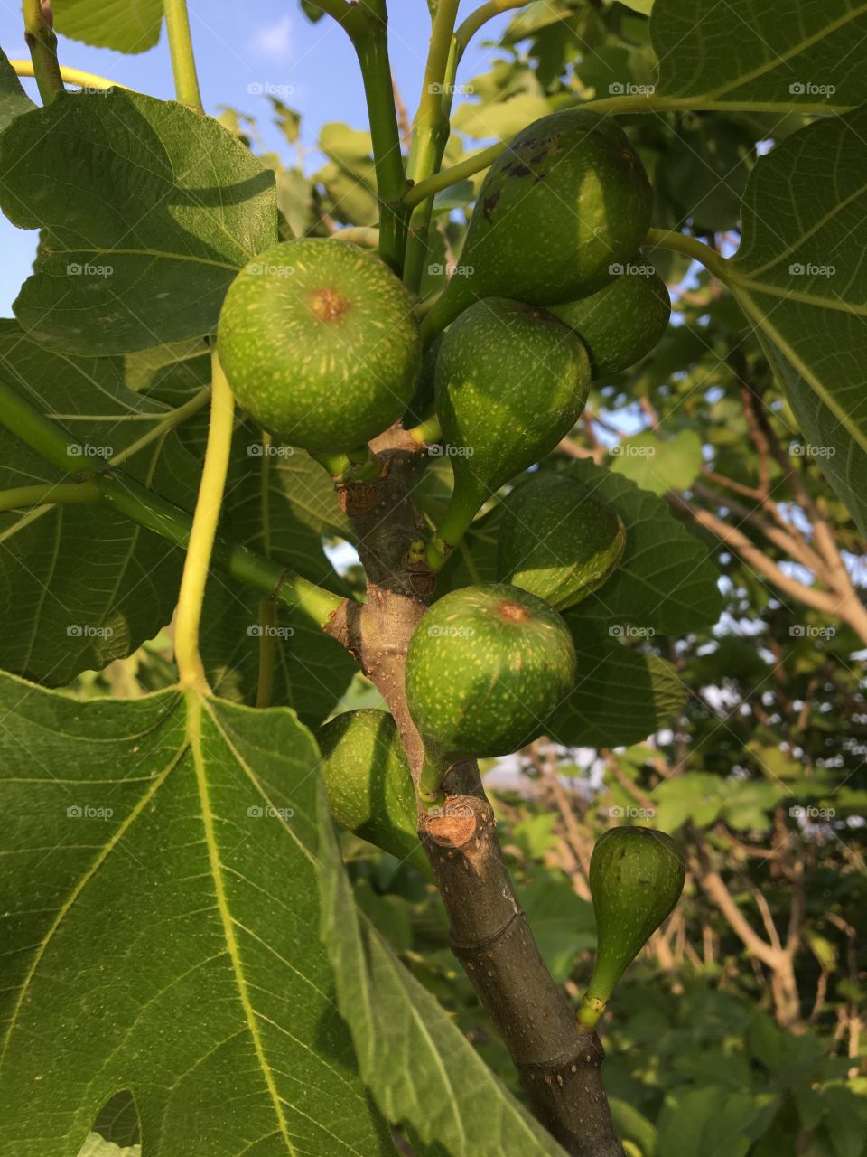 Group of futures figs on tree