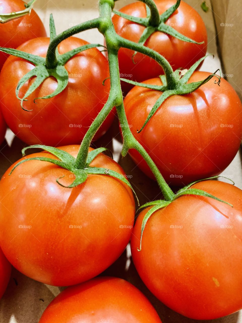 Tomato 