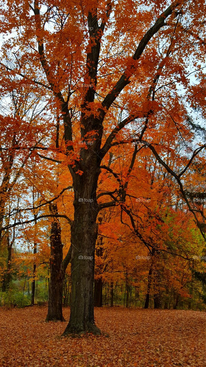 the forest in autumn