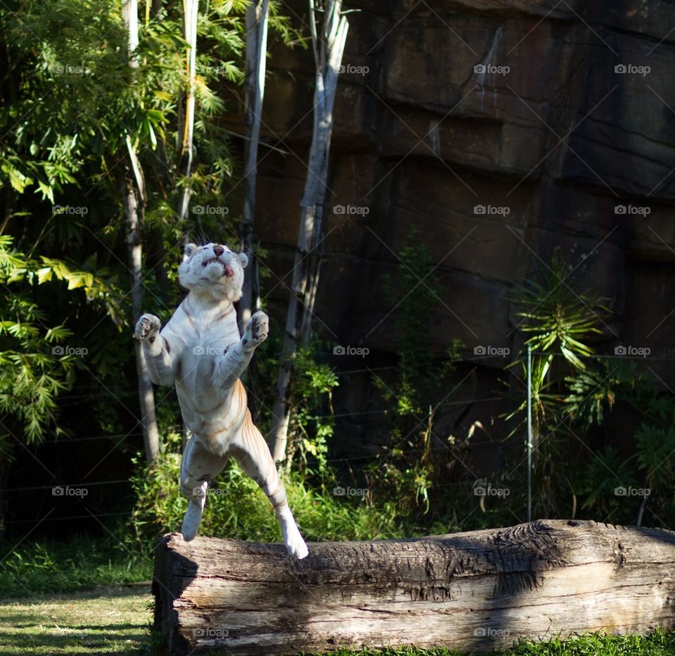 Tiger Jumping for meat