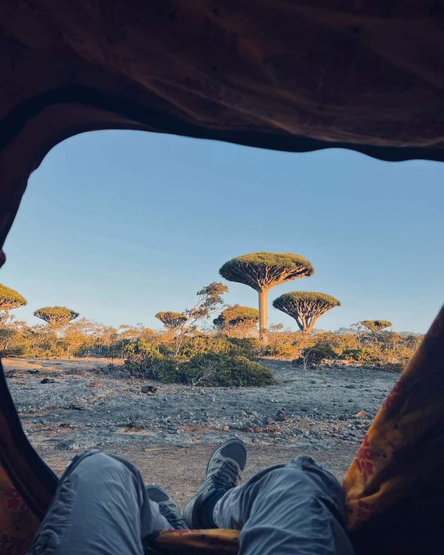 The tree of the blood of the two brothers, Socotra, Yemen