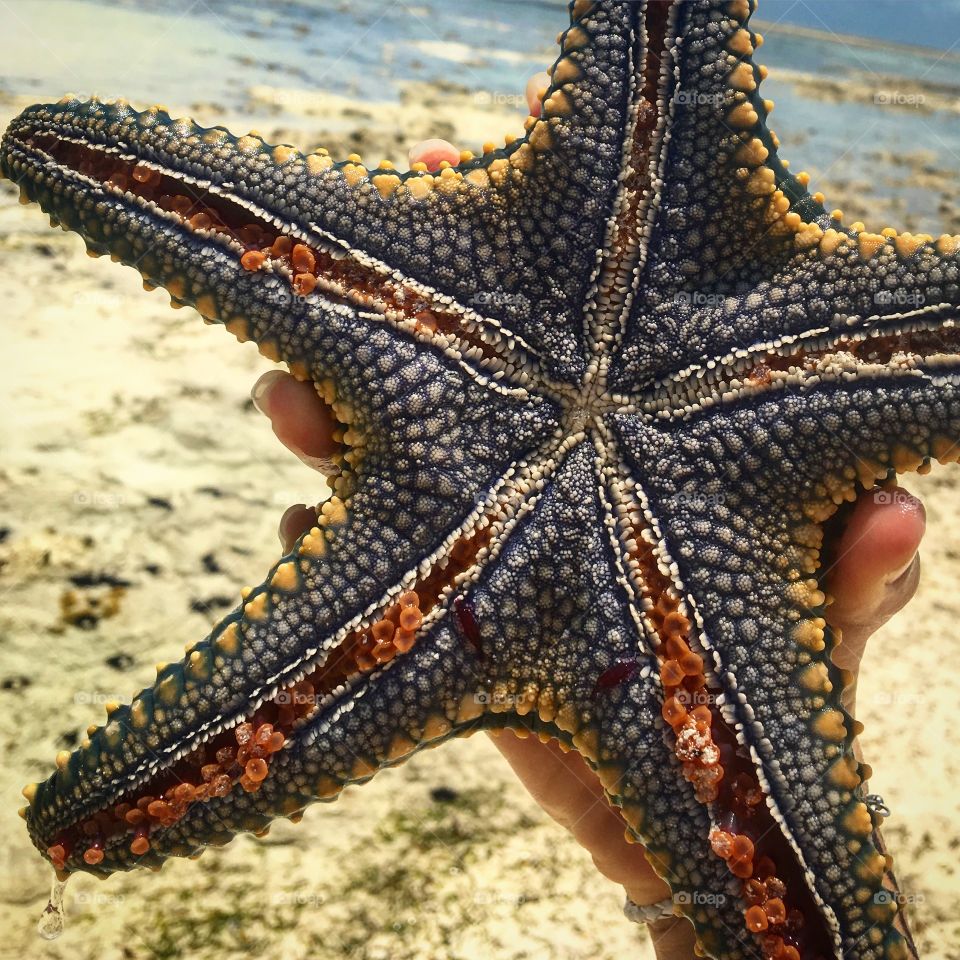 Human hand holding starfish