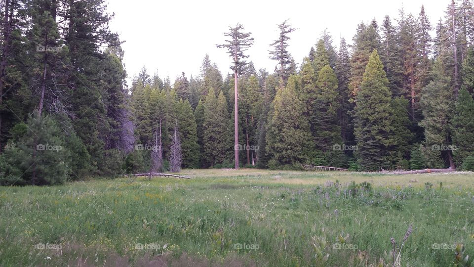 forest and meadow scenery